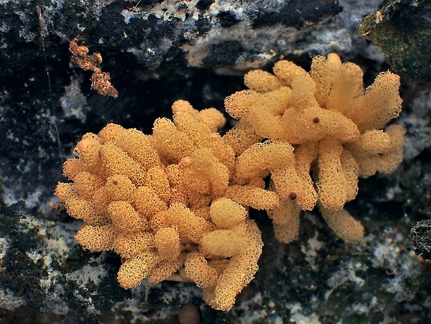 mištička Arcyria sp.