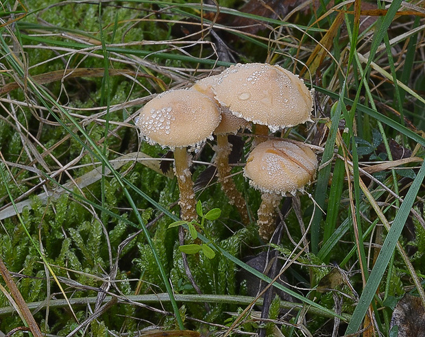 zrnivka okrová Cystoderma amianthinum (Scop.) Fayod