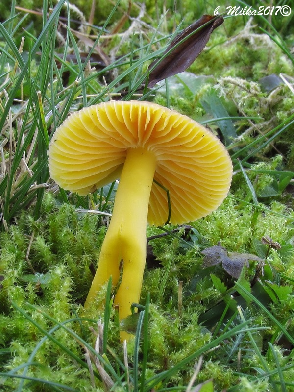 lúčnica vosková Hygrocybe ceracea (Wulfen) P. Kumm.