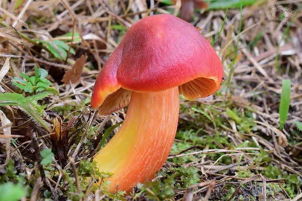 lúčnica granátovočervená Hygrocybe punicea (Fr.) P. Kumm.