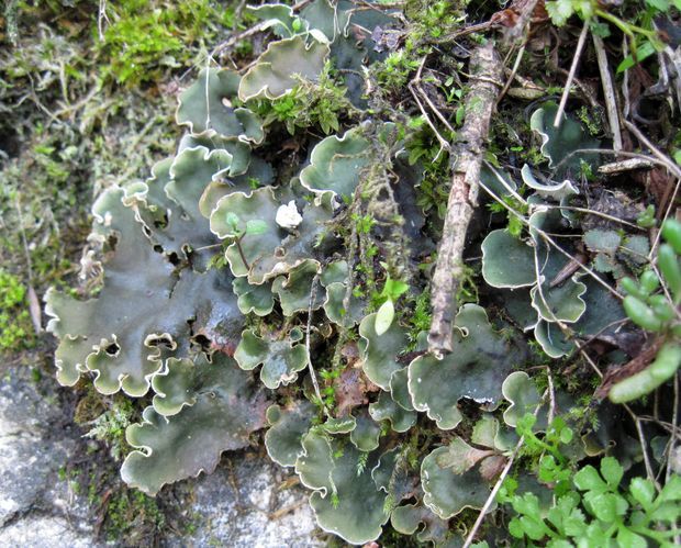 štítnatec červenkastý Peltigera rufescens Hook. f.