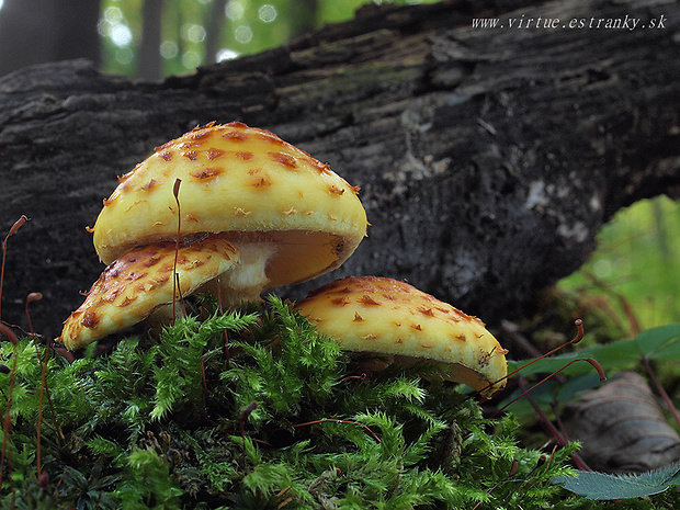 šupinovka slizká Pholiota adiposa (Batsch) P. Kumm.