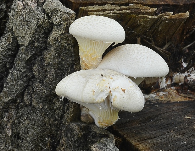 hliva dubová Pleurotus dryinus (Pers.) P. Kumm.