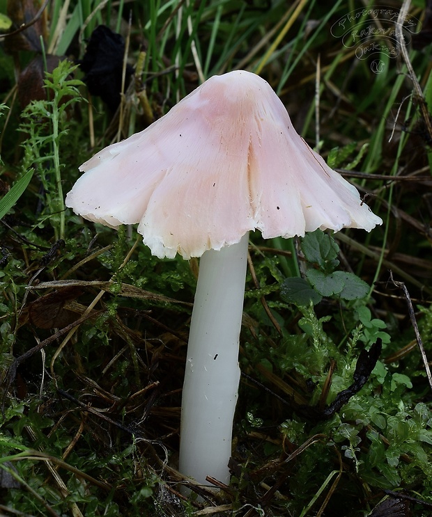 lúčnica ružovočervená Porpolomopsis calyptriformis (Berk.) Bresinsky