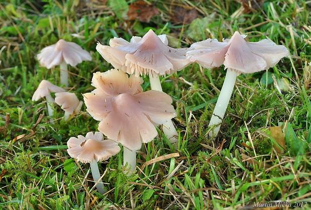 lúčnica ružovočervená Porpolomopsis calyptriformis (Berk.) Bresinsky