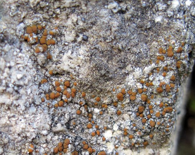 hrdzuľa skalná Protoblastenia rupestris (Scop.) J. Steiner