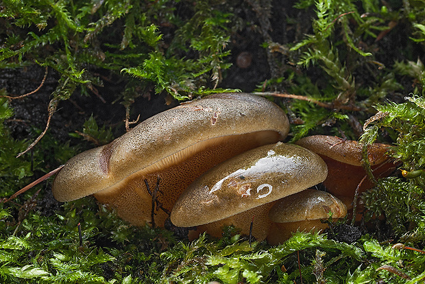 pňovka neskorá Sarcomyxa serotina (Pers.) P. Karst.