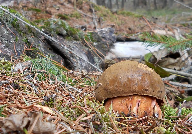 hríb zrnitohlúbikový Sutorius luridiformis (Rostk.) G. Wu & Zhu L. Yang