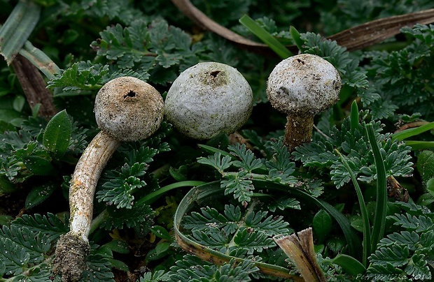 stopkovec vláknitý Tulostoma fimbriatum Fr.