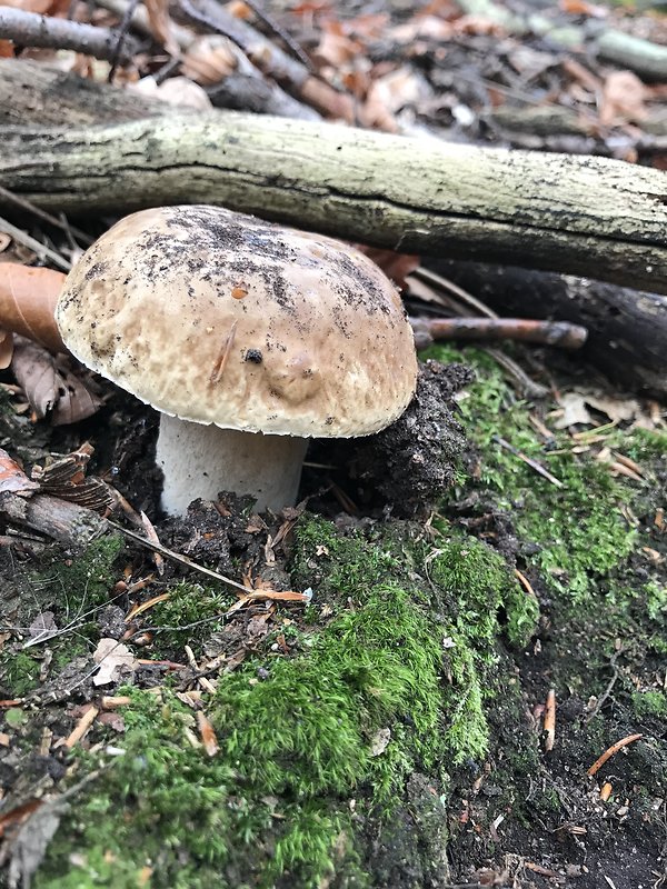 hríb smrekový Boletus edulis Bull.