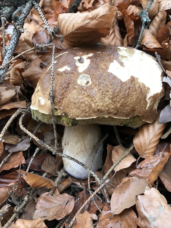 hríb smrekový Boletus edulis Bull.