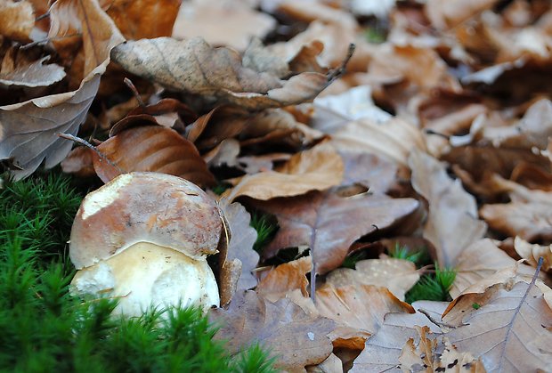 hríb sosnový Boletus pinophilus Pil. et Dermek in Pil.