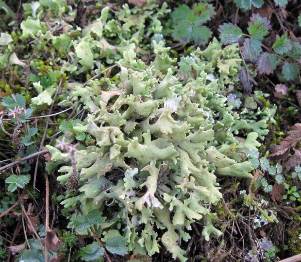 dutohlávka zavinutá Cladonia convoluta (Lam.) Anders