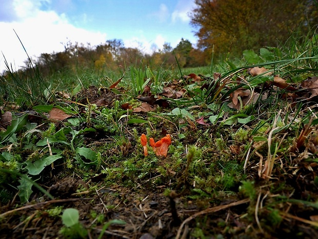 žezlovka hmyzová - biotop Cordyceps militaris (Fr.) Link