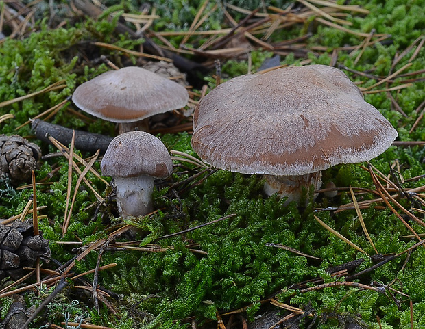 pavučinovec Cortinarius sp.