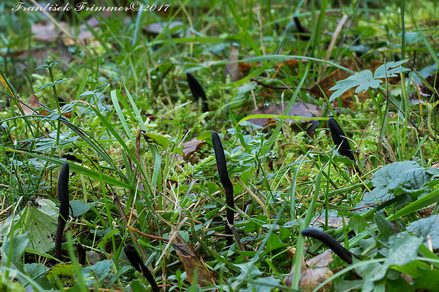 jazýček šupinkatý Geoglossum fallax E.J. Durand