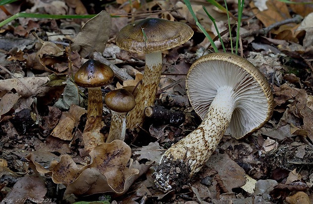 šťavnačka Persoonova Hygrophorus persoonii Arnolds