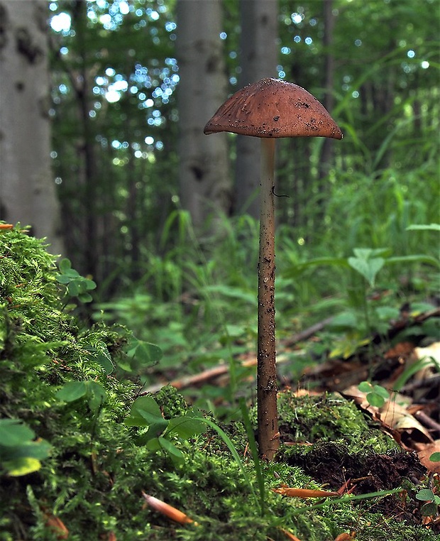 sliznačka koreňujúca? Hymenopellis radicata (Relhan) R.H. Petersen