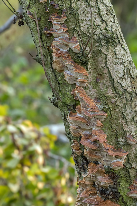 ryšavec lúčový Inonotus radiatus (Sowerby) P. Karst.