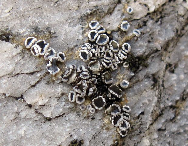 lekanora Lecanora crenulata Hook.