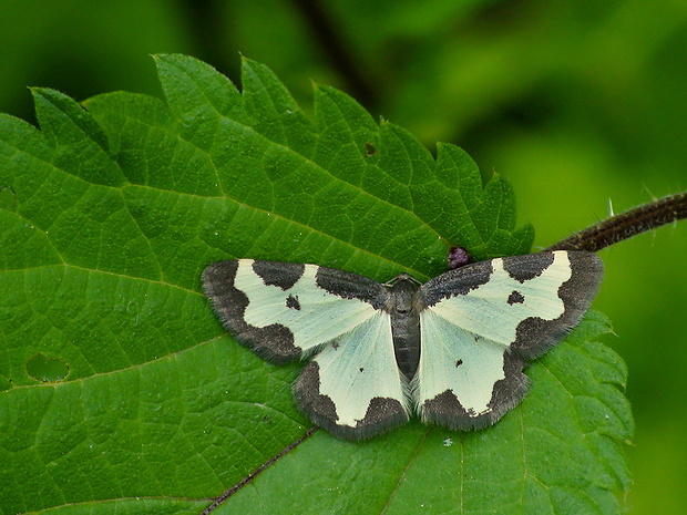 piadivka liesková Lomaspilis marginata Linnaeus, 1758