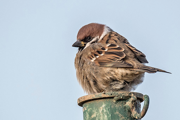 vrabec poľný  Passer montanus