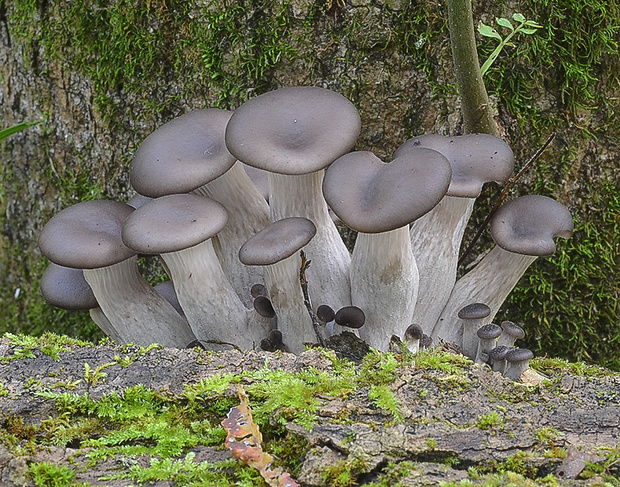 hliva ustricovitá Pleurotus ostreatus (Jacq.) P. Kumm.