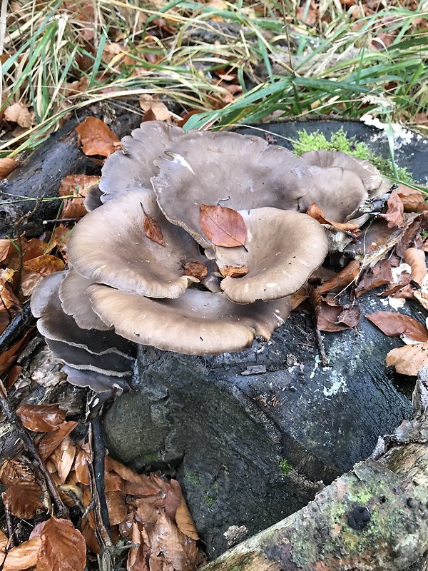 hliva ustricovitá Pleurotus ostreatus (Jacq.) P. Kumm.