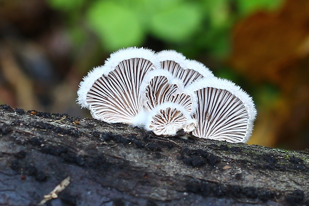 klanolupeňovka obyčajná Schizophyllum commune Fr.