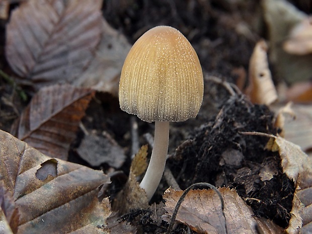 hnojník Coprinus sp.