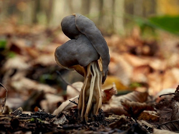 chriapač jamkatý Helvella lacunosa Afzel.