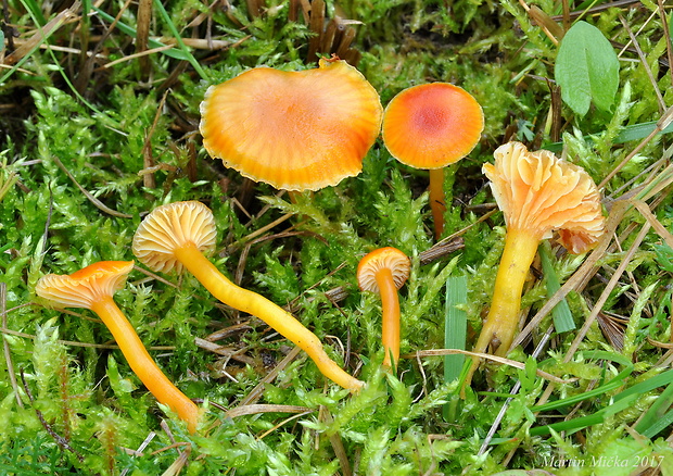 lúčnica blednúca Hygrocybe insipida (J.E. Lange ex S. Lundell) M.M. Moser