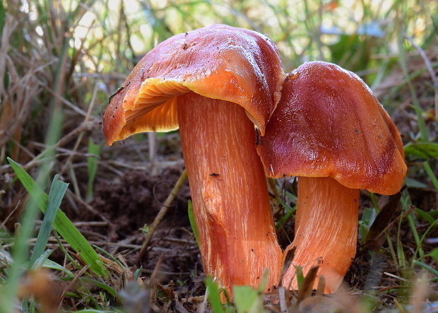 lúčnica granátovočervená Hygrocybe punicea (Fr.) P. Kumm.