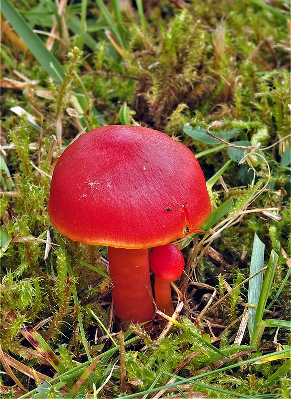 lúčnica Hygrocybe sp.