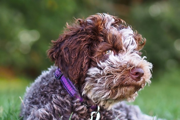 Dona Lagotto Romagnolo