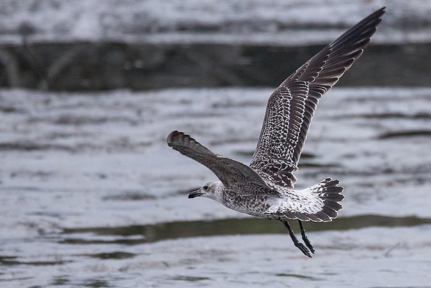 čajka bielohlavá  Larus cf. cachinnans