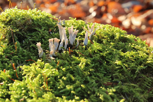 drevnatec parohatý Xylaria hypoxylon (L.) Grev.