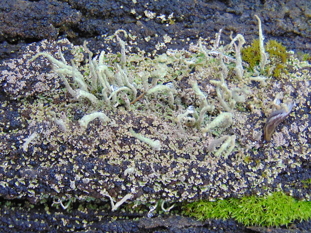 dutohlávka končistá Cladonia coniocraea (Flörke) Spreng.