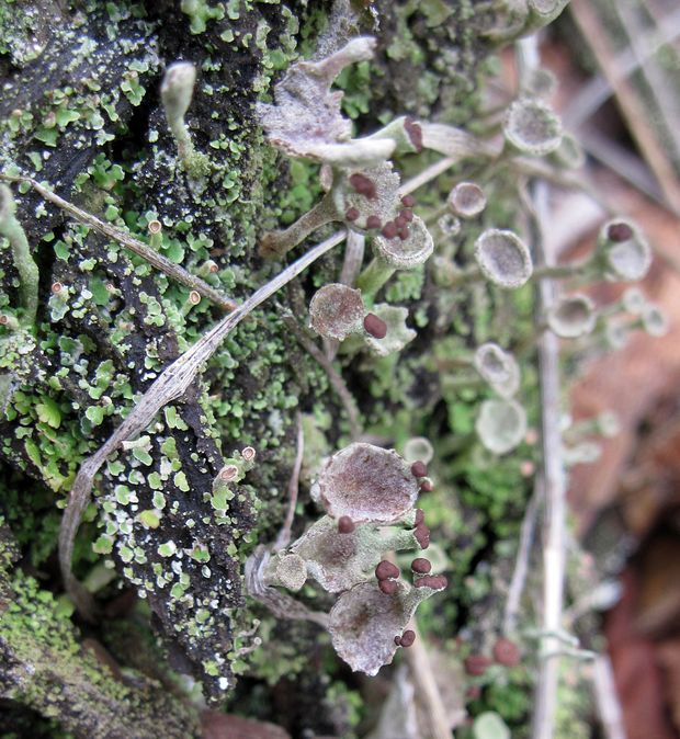 dutohlávka riasnatá Cladonia fimbriata (L.) Fr.