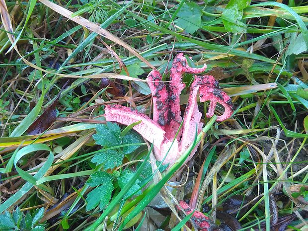 mrežovka kvetovitá Clathrus archeri (Berk.) Dring