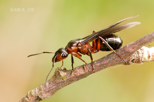 mravec hôrny Formica rufa (samica ♀)