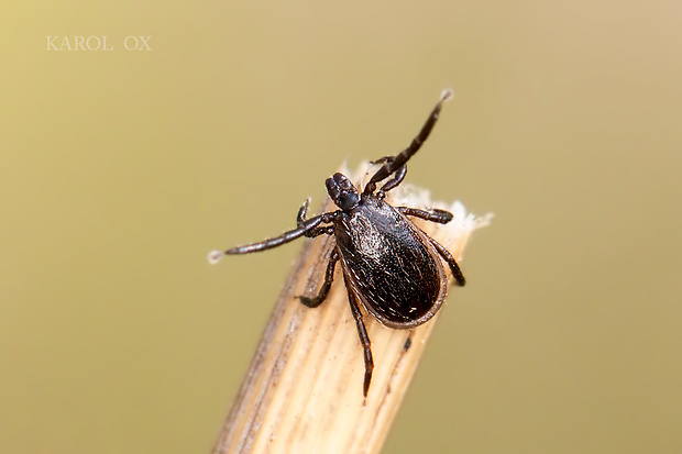 kliešť obyčajný Ixodes ricinus (samec ♂)