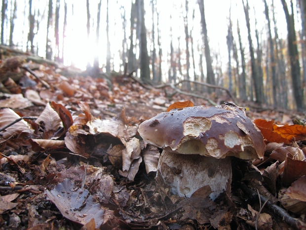 hríb smrekový Boletus edulis Bull.