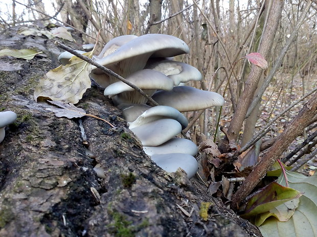 hliva ustricovitá Pleurotus ostreatus (Jacq.) P. Kumm.