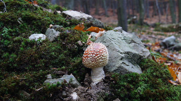 muchotrávka červená Amanita muscaria (L.) Lam.