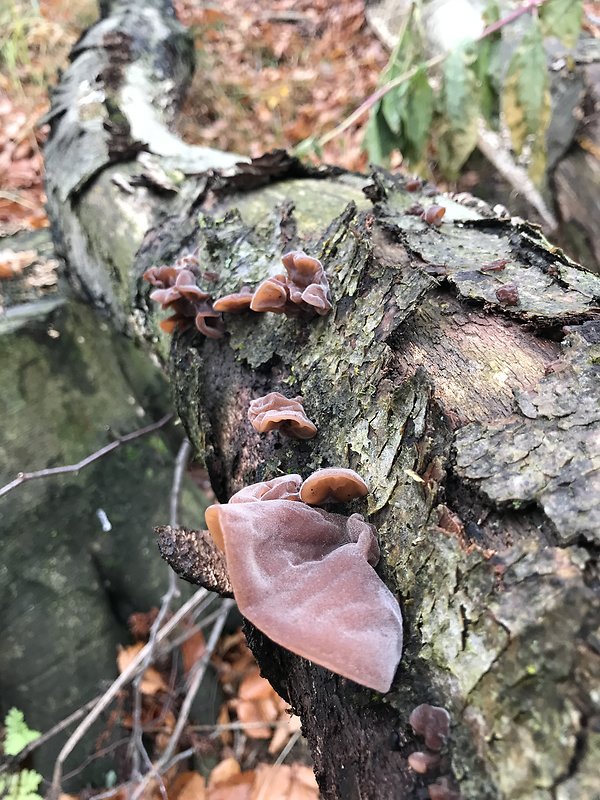 uchovec bazový Auricularia auricula-judae (Bull.) Quél.