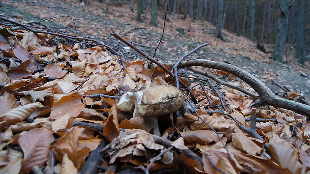 hríb smrekový Boletus edulis Bull.