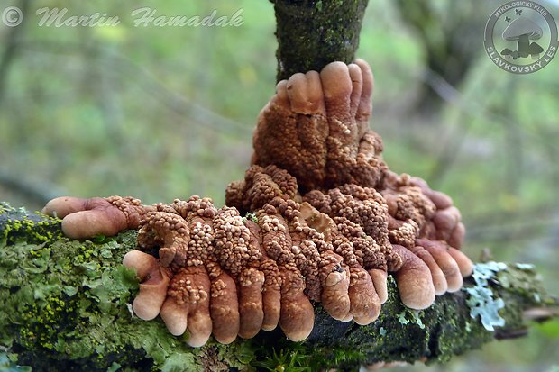 mäsovka lišajníková Hypocreopsis lichenoides (Tode) Seaver