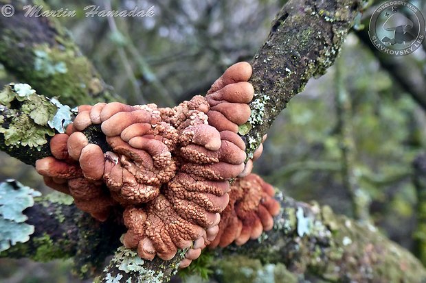 mäsovka lišajníková Hypocreopsis lichenoides (Tode) Seaver