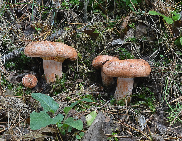 rýdzik pravý Lactarius deliciosus (L.) Gray